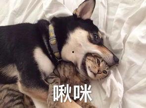 大哥爆料二哈视频大全集,二哈视频大全集，笑料横生欢乐多